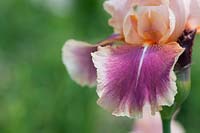 Tall Bearded Iris 'Carnaby'