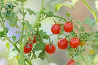 Solanum pimpinellifolium - Currant Tomato 