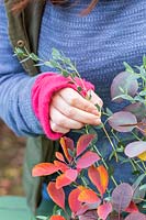 Close up of woman adding cut stem of Eucalyptus parvifolia to autumnal floral arrangement.