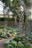 View of metal rose archways over curved pathways, bordered by flowering Galanthus - snowdrops. 
