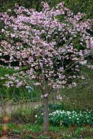 Prunus 'Matsumae-hayazakii, Japanese Flowering Cherry Tree