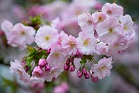Prunus 'Matsumae-hayazakii' - Japanese Flowering Cherry Tree