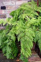 Woodwardia unigemmata - Jewelled chain fern
