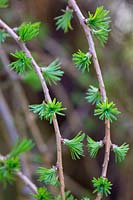 Larix decidua 'Puli' - Weeping European Larch