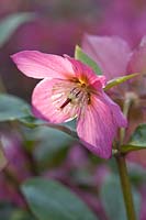 Helleborus 'Walberton's Rosemary' - Hellebores