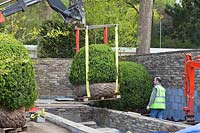 Box balls are lowered into place in preparation for RHS Chelsea Flower Show