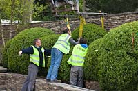 Box balls are lowered into place in preparation for RHS Chelsea Flower Show