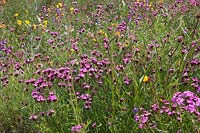 North American prairie meadow with Dianthus, Echinacea, Oenothera and Phlox, RHS Gardens Wisley.