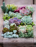 Vertical succulent wall hanging.