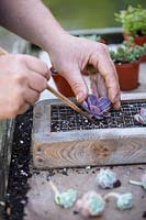 Using a dibbing stick to secure roots of Echeveria 'Duchess of Nuremberg' in grid of vertical planter.