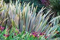 Phormium Sundowner - New Zealand Flax.