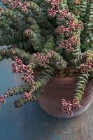 Crassula rupestris v.marinierana