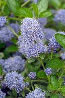 Ceanothus 'Blue Mound' - Californian lilac 'Blue Mound'