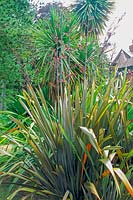 Phormium tenax 'Dazzler'- New Zealand Flax 