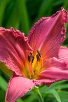 Hemerocallis 'Joan Senior' - Daylily 'Joan Senior'