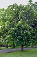 Aesculus hippocasteanum- Horse Chesnut tree in blossom