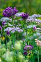 Allium 'Purple Sensation' and  Chaerophyllum hirsutum 'Roseum' 