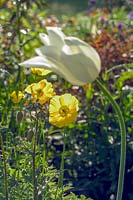 Elworthy Cottage, Somerset, UK - Mike and Jenny Spiller. 
Early summer cottage style garden, Tulipa 'White Triumphator' 
and Meconopsis cambric - Welsh poppies 