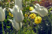 Early summer cottage style planting featuring Tulipa 'White Triumphator' 
and Meconopsis cambrica - Welsh poppies

Elworthy Cottage, Somerset, UK Mike and Jenny Spiller.