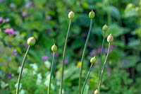 Allium buds ready to burst