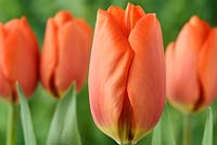 Tulipa 'Orange Balloon' - Tulip  Darwin Hybrid Group 