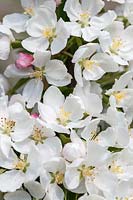 Malus 'Adirondack' - Crab apple blossom