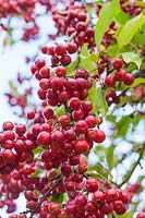 Malus toringo 'Wooster'  - Crabapple