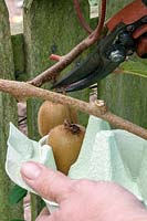 Person harvesting Kiwi fruits using secateurs. 