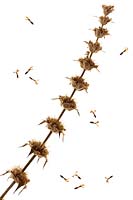 Morina longifolia - Long-leaved whorlflower - seed heads  