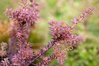 Podocarpus alpinus 'Chocolate Box' 