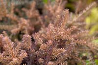 Podocarpus 'Red Embers' - New Zealand Yew 