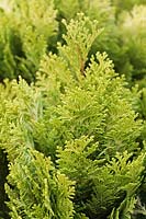 Chamaecyparis lawsoniana 'Minima Aurea' - Lawson's cypress 'Minima Aurea'