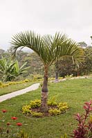 Roystonea regia - Cuban Royal Palm