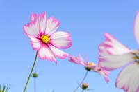 Cosmos bipinnatus 'Capriola'