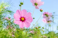 Cosmos bipinnatus 'Versailles Dark Rose'