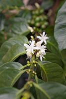 Coffea arabica shrub with flowers - Colombia