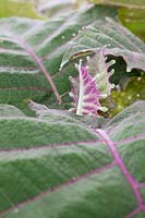 Solanum quitoense - Naranjilla - Colombia