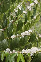 Coffea arabica shrubs with flowers - Colombia