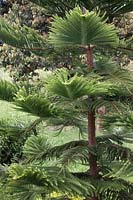 Araucaria Heterophylla - Norfolk Island Pine - Colombia