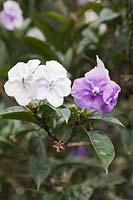 Brunfelsia latifolia - Yesterday Today and Tomorrow Plant - Colombia