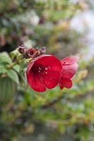 Tibouchina grossa - Red Princess Flower - Colombia