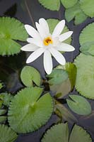 Nymphaea ampla - White Water Lily - Colombia