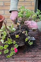 Gardener removing ivy leaf geraniums from a pot to separate and replant preparing to store for winter 