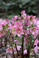 Helleborus Walbertons Rosemary 'Walhero' - Hellebore 'Walhero'