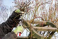 Rosa veilchenblau - Gardener pruning a rambling rose on a garden arch 