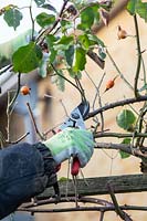 Rosa 'Etoile de Hollande' - Gardener pruning a climbing rose on a garden arch 