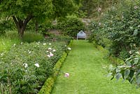 Peony Border with mature tree and path towards blue bench