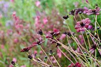 Cosmos atrosanguineus 'Chocamocha' - Chocolate Cosmos 