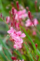 Gaura 'Siskiyou Pink'