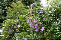 Trellis with flowering Clematis 'Comtesse de Bouchaud', viticella 'Etoile Violette' and Rosa 'Sander's White'